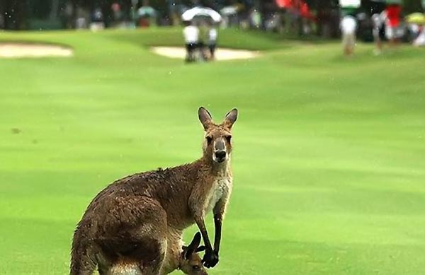    Fêmea de canguru se assusta com golfistas, fica agressiva e é retirara do campo sedada